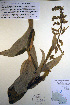  ( - CCDB-18343-A9)  @11 [ ] CreativeCommons - Attribution Non-Commercial Share-Alike (2012) CBG Photography Group Unspecified