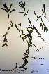  ( - CCDB-18343-F11)  @11 [ ] CreativeCommons - Attribution Non-Commercial Share-Alike (2012) CBG Photography Group Unspecified