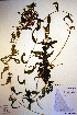  ( - CCDB-18344-E1)  @11 [ ] CreativeCommons - Attribution Non-Commercial Share-Alike (2012) CBG Photography Group Unspecified