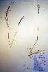  ( - CCDB-18344-D4)  @11 [ ] CreativeCommons - Attribution Non-Commercial Share-Alike (2012) CBG Photography Group Unspecified