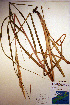  (Spartina alterniflora - CCDB-18344-D12)  @11 [ ] CreativeCommons - Attribution Non-Commercial Share-Alike (2012) CBG Photography Group Unspecified
