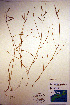  (Spartina patens - CCDB-18344-C12)  @11 [ ] CreativeCommons - Attribution Non-Commercial Share-Alike (2012) CBG Photography Group Unspecified