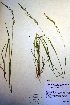  (Graphephorum - CCDB-18345-H2)  @11 [ ] CreativeCommons - Attribution Non-Commercial Share-Alike (2012) CBG Photography Group Unspecified