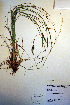  ( - CCDB-18345-G6)  @11 [ ] CreativeCommons - Attribution Non-Commercial Share-Alike (2012) CBG Photography Group Unspecified