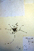  ( - CCDB-18345-C10)  @11 [ ] CreativeCommons - Attribution Non-Commercial Share-Alike (2012) CBG Photography Group Unspecified