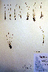  ( - CCDB-18345-B10)  @11 [ ] CreativeCommons - Attribution Non-Commercial Share-Alike (2012) CBG Photography Group Unspecified
