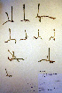  ( - CCDB-18346-A1)  @11 [ ] CreativeCommons - Attribution Non-Commercial Share-Alike (2012) CBG Photography Group Unspecified