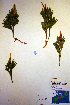  ( - CCDB-18346-C2)  @11 [ ] CreativeCommons - Attribution Non-Commercial Share-Alike (2012) CBG Photography Group Unspecified