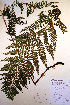  (Athyrium alpestre - CCDB-18347-A3)  @14 [ ] CreativeCommons - Attribution Non-Commercial Share-Alike (2012) CBG Photography Group Unspecified