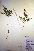  ( - CCDB-18347-H4)  @11 [ ] CreativeCommons - Attribution Non-Commercial Share-Alike (2012) CBG Photography Group Unspecified