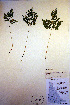  ( - CCDB-18347-G4)  @11 [ ] CreativeCommons - Attribution Non-Commercial Share-Alike (2012) CBG Photography Group Unspecified