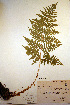  ( - CCDB-18347-A4)  @11 [ ] CreativeCommons - Attribution Non-Commercial Share-Alike (2012) CBG Photography Group Unspecified