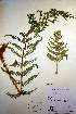 ( - CCDB-18347-H5)  @11 [ ] CreativeCommons - Attribution Non-Commercial Share-Alike (2012) CBG Photography Group Unspecified