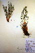  (Woodsia scopulina - CCDB-18347-C6)  @12 [ ] CreativeCommons - Attribution Non-Commercial Share-Alike (2012) CBG Photography Group Unspecified