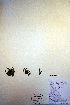  ( - CCDB-18346-D3)  @11 [ ] CreativeCommons - Attribution Non-Commercial Share-Alike (2012) CBG Photography Group Unspecified