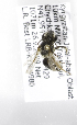  (Andrena KGZ-02 - B03764D02-KGZ)  @12 [ ] CreativeCommons - Attribution Non-Commercial Share-Alike (2010) Unspecified York University
