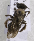  (Andrena PAK03 - CCDB-15252 D12)  @13 [ ] CreativeCommons - Attribution Non-Commercial Share-Alike (2012) Packer Collection York University York University
