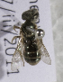  (Halictus sp. aff lucidipennis - CCDB-15252 E02)  @13 [ ] CreativeCommons - Attribution Non-Commercial Share-Alike (2012) Packer Collection York University York University