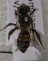  (Andrena murreensis - CCDB-15252 H04)  @14 [ ] CreativeCommons - Attribution Non-Commercial Share-Alike (2012) Packer Collection York University York University