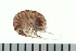  ( - BCAMP0014)  @13 [ ] CreativeCommons - Attribution (2008) Unspecified Centre for Biodiversity Genomics