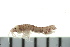  ( - BCAMP0033)  @13 [ ] CreativeCommons - Attribution (2008) Unspecified Centre for Biodiversity Genomics