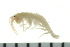  (Ampithoe cf. valida - BCAMP0095)  @13 [ ] CreativeCommons - Attribution (2008) Unspecified Centre for Biodiversity Genomics