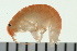 (Hyalidae - BCAMP0097)  @15 [ ] CreativeCommons - Attribution (2008) Unspecified Centre for Biodiversity Genomics