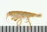  (Protohyale cf. jarrettae - BCAMP0105)  @14 [ ] CreativeCommons - Attribution (2008) Unspecified Centre for Biodiversity Genomics