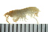  (Ampithoe dalli - BCAMP0111)  @14 [ ] CreativeCommons - Attribution (2008) Unspecified Centre for Biodiversity Genomics