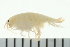  ( - BCAMP0112)  @13 [ ] CreativeCommons - Attribution (2008) Unspecified Centre for Biodiversity Genomics