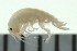  ( - BCAMP0228)  @13 [ ] CreativeCommons - Attribution (2008) Unspecified Centre for Biodiversity Genomics