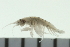  (Photis bifurcata - BCAMP0258)  @13 [ ] CreativeCommons - Attribution (2008) Unspecified Centre for Biodiversity Genomics