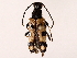  ( - BIOUG71205-E11)  @11 [ ] CreativeCommons - Attribution (2022) CBG Photography Group Centre for Biodiversity Genomics