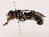  ( - BIOUG71205-G01)  @11 [ ] CreativeCommons - Attribution (2022) CBG Photography Group Centre for Biodiversity Genomics