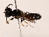  ( - BIOUG71206-H10)  @11 [ ] CreativeCommons - Attribution (2022) CBG Photography Group Centre for Biodiversity Genomics