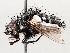  ( - BIOUG73901-F07)  @11 [ ] CreativeCommons - Attribution (2021) CBG Photography Group Centre for Biodiversity Genomics