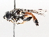  ( - BIOUG73901-G07)  @11 [ ] CreativeCommons - Attribution (2021) CBG Photography Group Centre for Biodiversity Genomics
