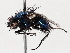  ( - BIOUG73901-G10)  @11 [ ] CreativeCommons - Attribution (2021) CBG Photography Group Centre for Biodiversity Genomics