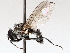  ( - BIOUG73902-B11)  @11 [ ] CreativeCommons - Attribution (2021) CBG Photography Group Centre for Biodiversity Genomics