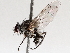  ( - BIOUG73902-D03)  @11 [ ] CreativeCommons - Attribution (2021) CBG Photography Group Centre for Biodiversity Genomics