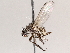  ( - BIOUG73902-F02)  @11 [ ] CreativeCommons - Attribution (2021) CBG Photography Group Centre for Biodiversity Genomics