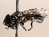  ( - BIOUG73902-G01)  @11 [ ] CreativeCommons - Attribution (2021) CBG Photography Group Centre for Biodiversity Genomics
