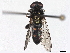  ( - BIOUG85290-B04)  @11 [ ] CreativeCommons - Attribution (2022) CBG Photography Group Centre for Biodiversity Genomics