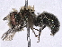  ( - BIOUG85290-B09)  @11 [ ] CreativeCommons - Attribution (2022) CBG Photography Group Centre for Biodiversity Genomics