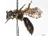  ( - BIOUG85290-B10)  @11 [ ] CreativeCommons - Attribution (2022) CBG Photography Group Centre for Biodiversity Genomics