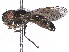  ( - BIOUG85290-D12)  @11 [ ] CreativeCommons - Attribution (2022) CBG Photography Group Centre for Biodiversity Genomics
