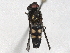  ( - BIOUG85290-G08)  @11 [ ] CreativeCommons - Attribution Non-Commercial Share-Alike (2022) CBG Photography Group Centre for Biodiversity Genomics