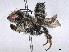  ( - BIOUG85290-G09)  @11 [ ] CreativeCommons - Attribution (2022) CBG Photography Group Centre for Biodiversity Genomics