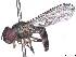  ( - BIOUG85291-C08)  @11 [ ] CreativeCommons - Attribution (2022) CBG Photography Group Centre for Biodiversity Genomics