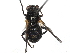  ( - BIOUG85291-E06)  @11 [ ] CreativeCommons - Attribution (2022) CBG Photography Group Centre for Biodiversity Genomics